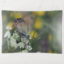 Skipper butterfly on a flower