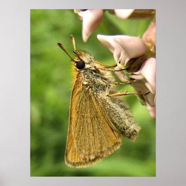Skipper on Milkweed Poster (Front)