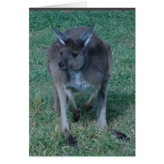 Skippy  kangaroo Card (Front)