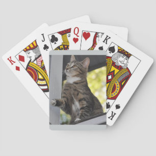 Skittles The Cat Playing Cards