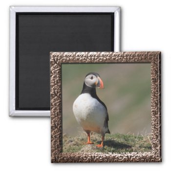 Skomer Island Puffins Magnet by Welshpixels at Zazzle