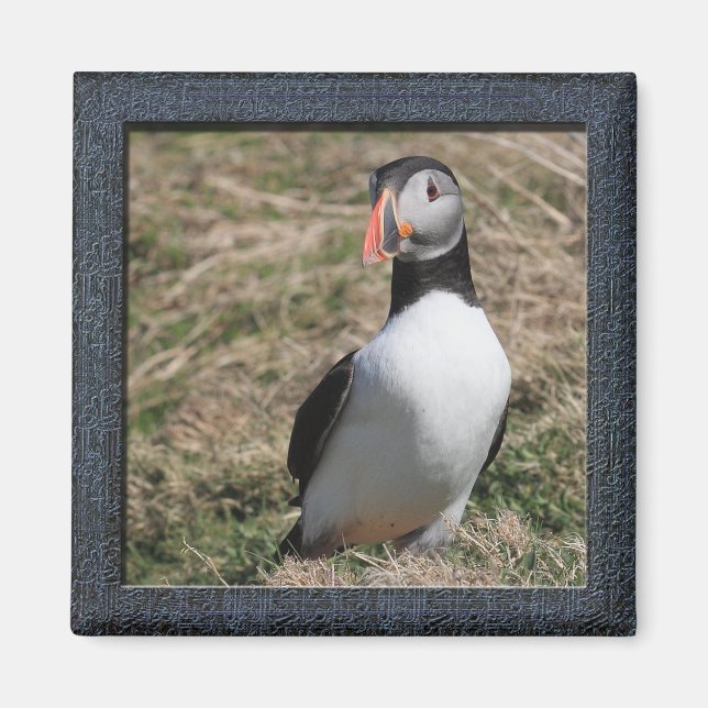 Skomer Island Puffins Magnet (Front)