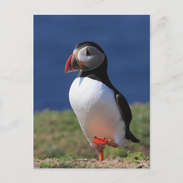 Skomer Island Puffins Postcard (Front)