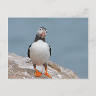 Skomer Island Puffins Postcard