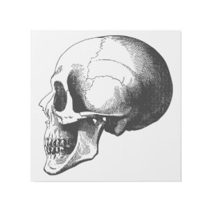 Skull 12" x 12" Gallery Wrap