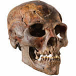 Skull 1 Pin Statuette<br><div class="desc">Acrylic photo sculpture pin of a human skull. See matching acrylic photo sculpture keychain, magnet, ornament and sculpture. See the entire Shipwreck Buttons & Pins collection in the SPECIAL TOUCHES | Party Favors section.
This product is not associated or affiliated with the original copyright holder.</div>