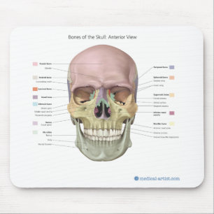 Skull Anatomy Mouse Pad