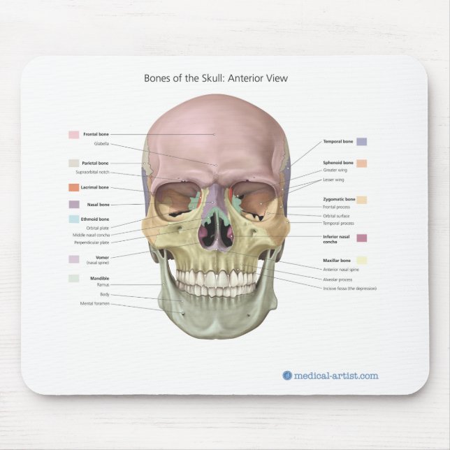 Skull Anatomy Mouse Pad (Front)
