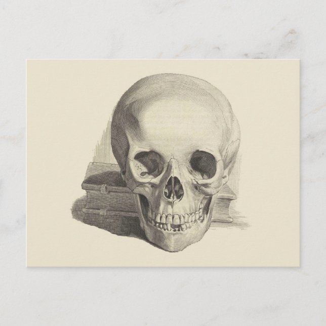 Skull and Book Postcard (Front)