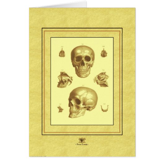 "Skull Collection" Cards (Front)