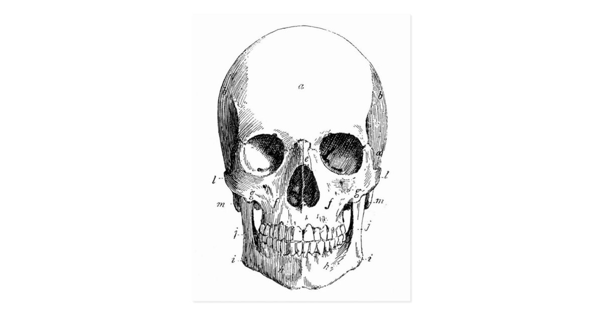 Skull Diagram Postcard