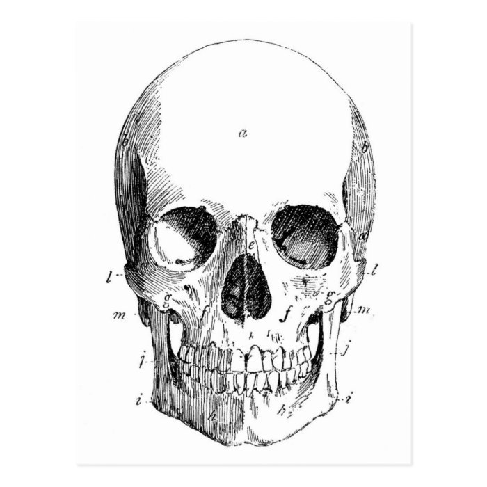 Skull Diagram Postcard