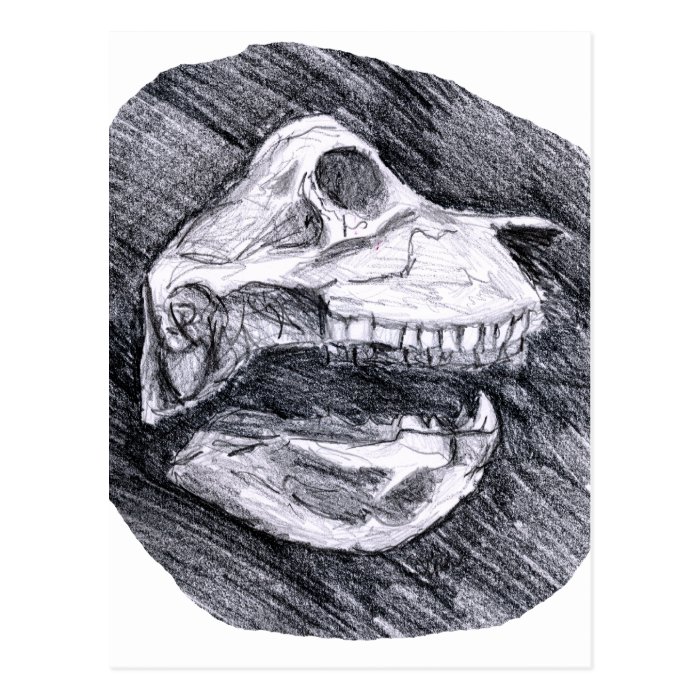 Skull drawing imaginary animal sketch post card