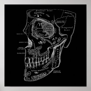 Skull Face Bones Anatomy Illustration Old Medical Poster