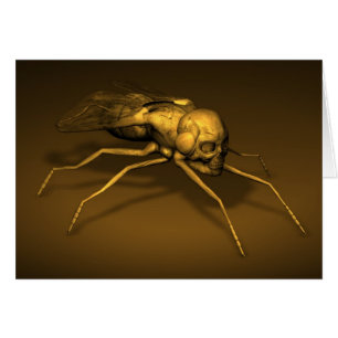 Skull Fly Cards
