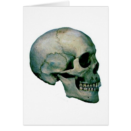 Skull From Profile