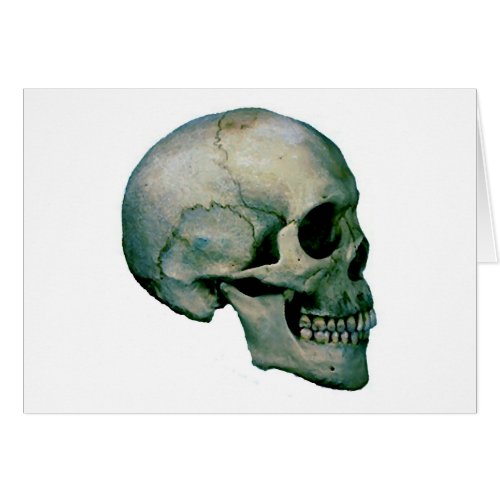 Skull From Profile