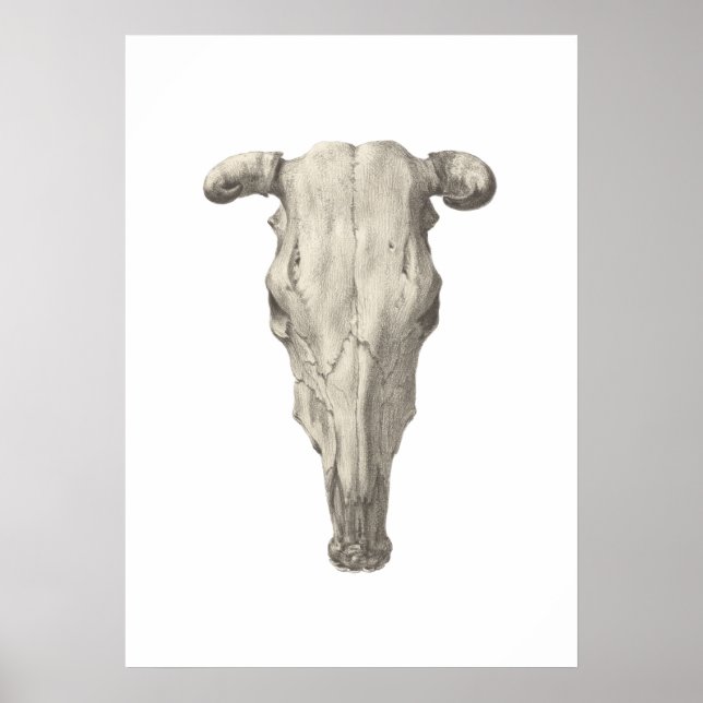 Skull of a cow, seen from above drawing poster (Front)