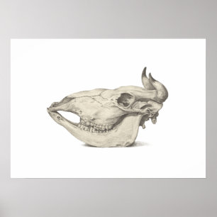 Skull of a cow, seen from the side drawing poster