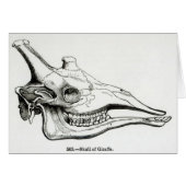 Skull of a Giraffe (Front Horizontal)