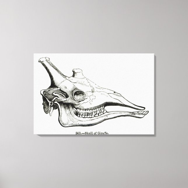 Skull of a Giraffe Canvas Print (Front)