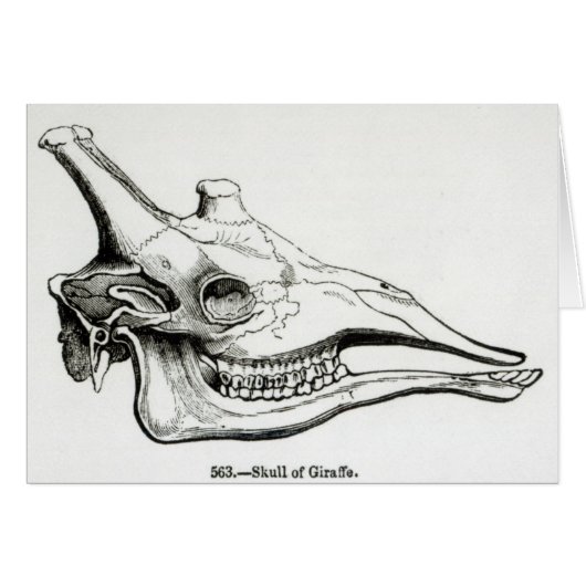 Skull of a Giraffe Cards (Front Horizontal)