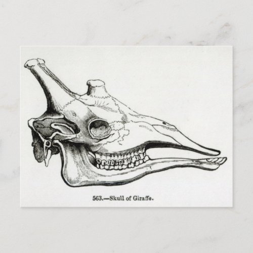 Skull of a Giraffe Postcard