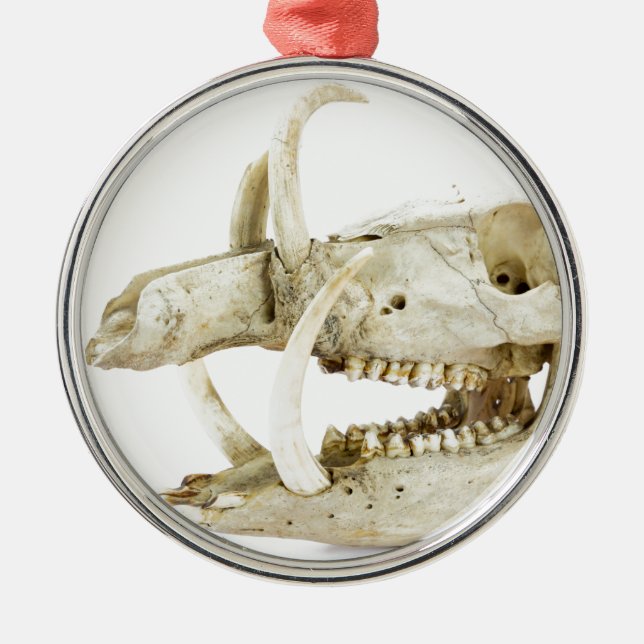 Skull of wild boar metal ornament (Front)