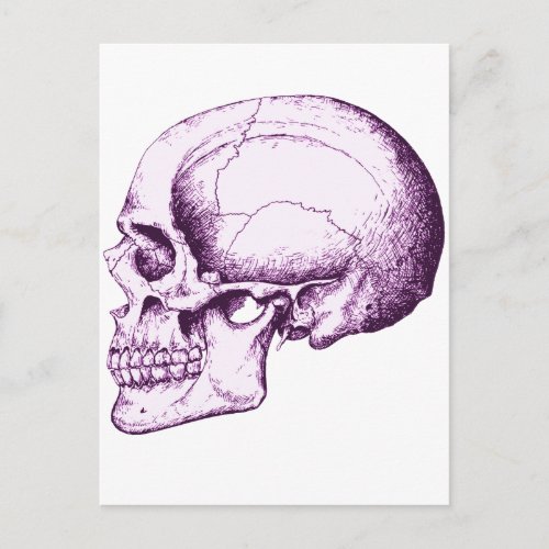 Skull Postcard