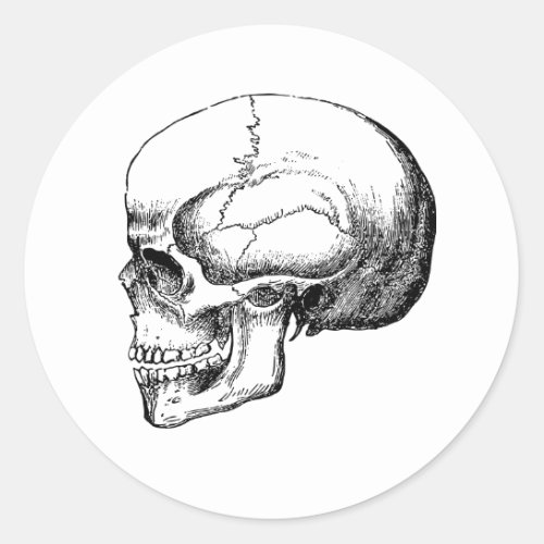 Skull skeleton black and white sticker