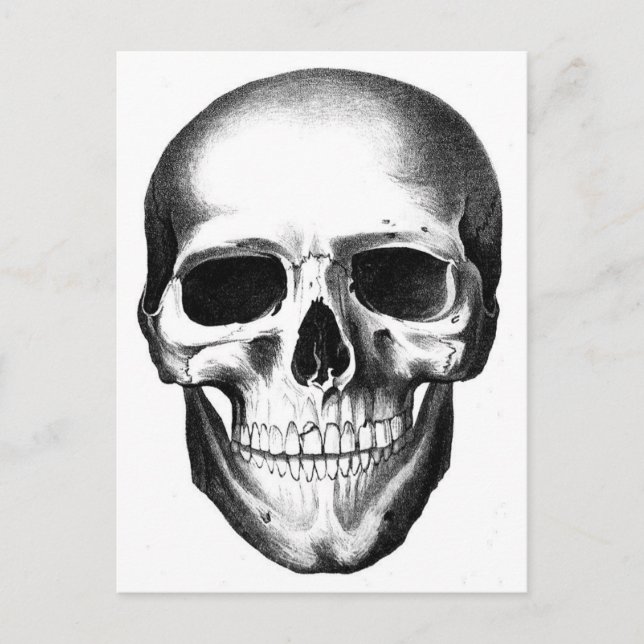 Skull Skeleton Head Scary Creepy Halloween Postcard (Front)