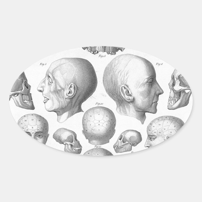 Skull Types Oval Sticker (Front)