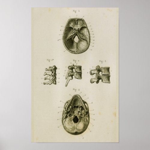 Skull Vertebrae Bones Vintage Anatomy Print