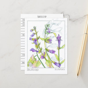 Skullcap Herb Materia Medica Cards Herbal Study 