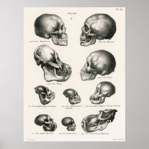 Skulls Illustration  Human Evolution Poster