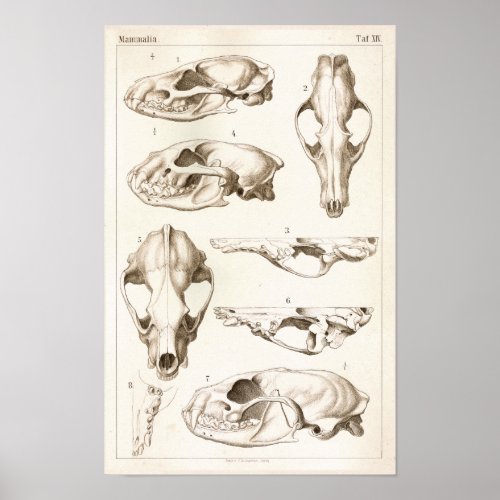 Skulls of Mammals Veterinary Anatomy Print