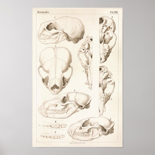 Skulls of Mammals Veterinary Anatomy Print (Front)