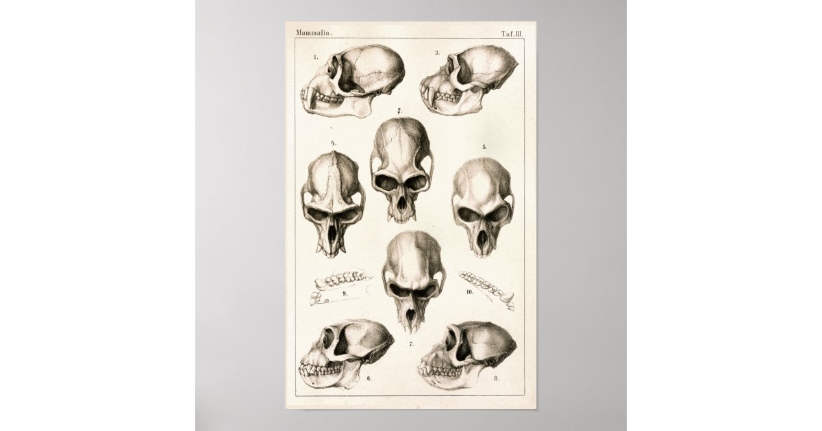 Skulls of Monkeys Veterinary Anatomy Print | Zazzle