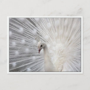 Skully Top Fun Postcard