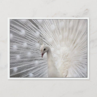 Skully Top Fun Postcard