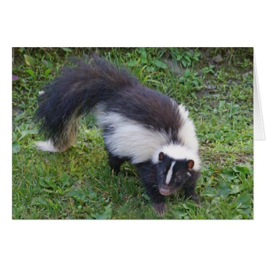 Skunk (Front Horizontal)