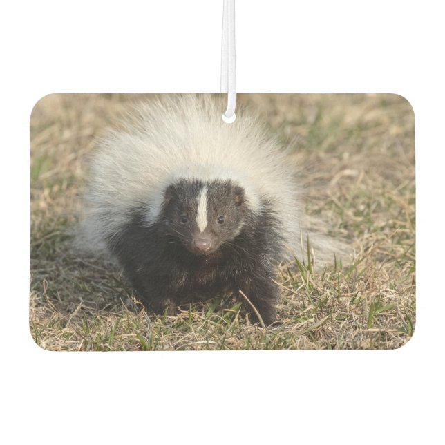 Skunk Air Freshener (Front)