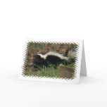 Skunk Behavior  Greeting Card