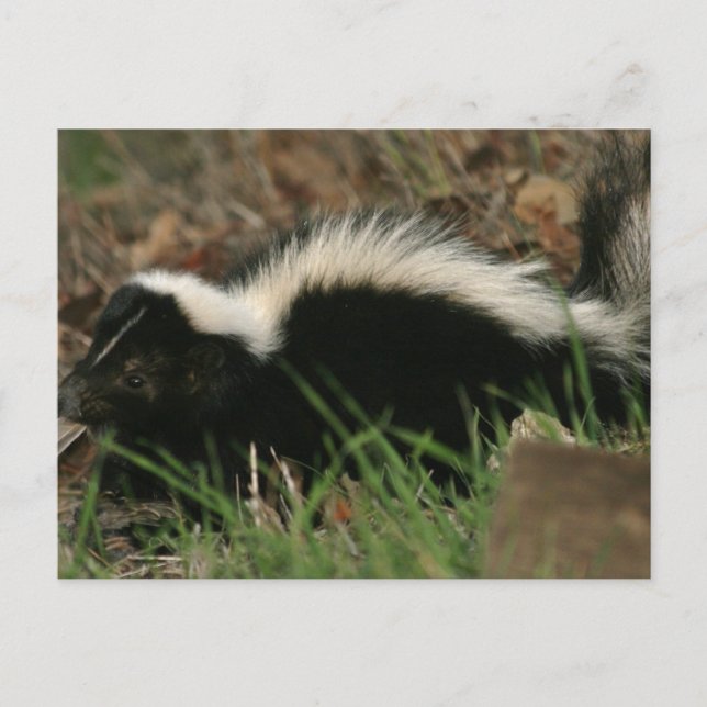 Skunk Behavior  Postcard (Front)