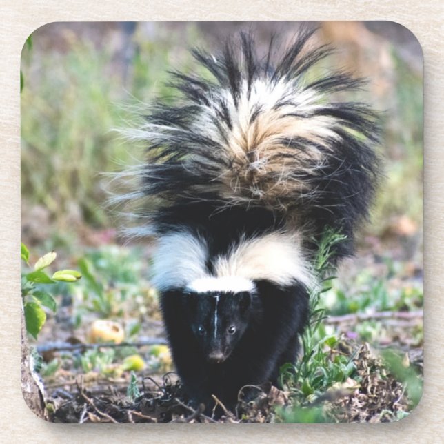 Skunk Black and White Beverage Coaster (Front)