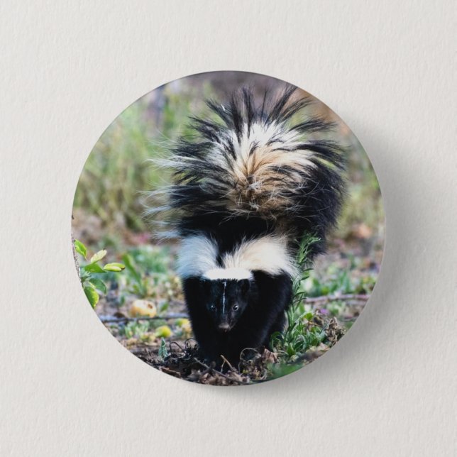 Skunk Black and White Button (Front)