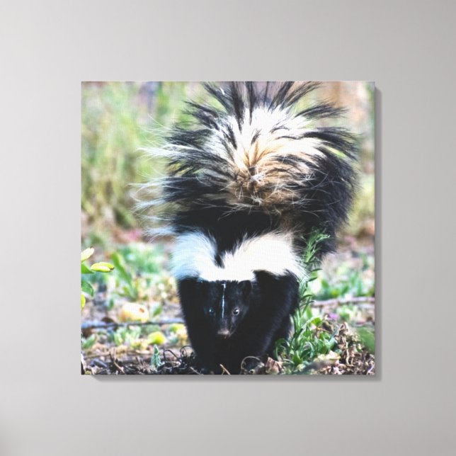 Skunk Black and White Canvas Print (Front)