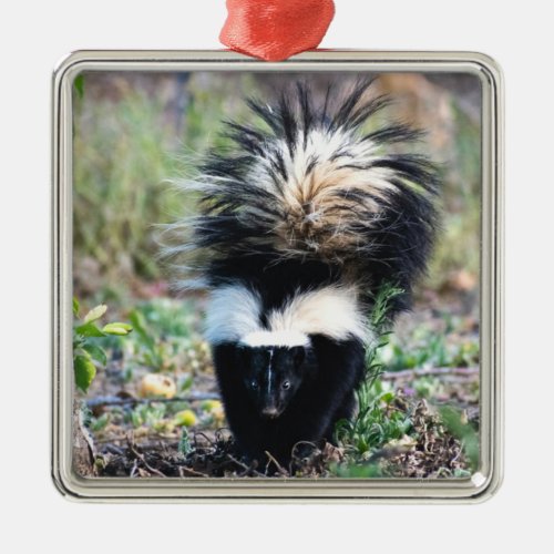 Skunk Black and White Metal Ornament