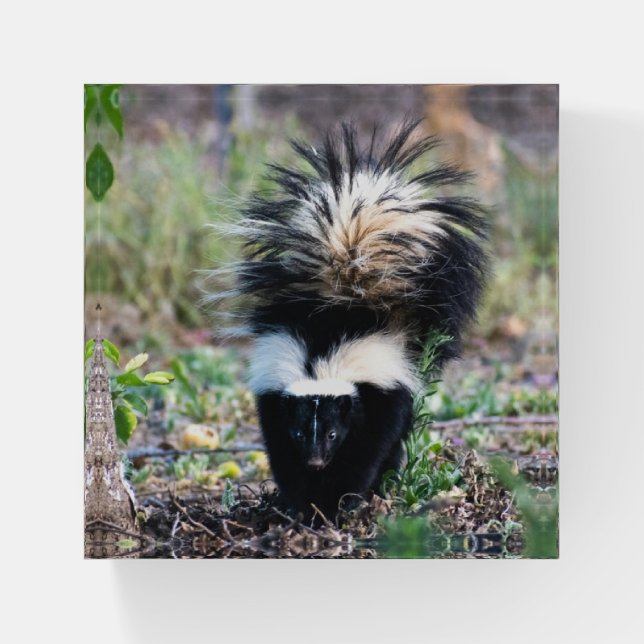 Skunk Black and White Paperweight (Front)