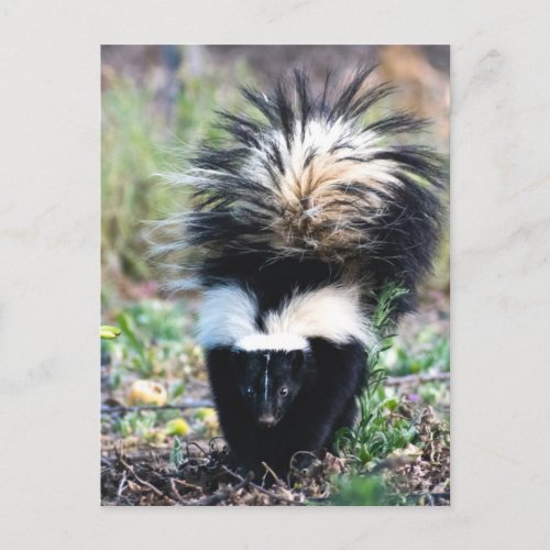 Skunk Black and White Postcard
